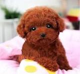 活体狗狗纯种茶杯型红泰迪熊幼犬迷你贵宾玩具袖珍贵妇宠物狗狗
