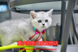 重庆狗狗之家宠物店名猫繁殖基地纯种折耳猫英短美短加菲猫蓝猫