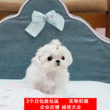 犬舍打折宠物狗幼犬出售纯种西施幼犬狗狗北京可上门 京巴北京犬