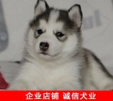 出售纯种哈西伯利亚雪橇哈士奇幼犬 三把火蓝眼睛哈士奇宠物狗狗
