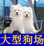 萨摩耶犬纯种幼犬澳版萨摩耶出售宠物狗狗活体幼犬