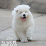 出售纯种萨摩耶犬幼犬白色家养宠物狗中型犬成都犬舍正规交易活体