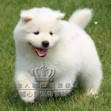 出售萨摩耶幼犬澳版萨摩耶犬萨摩耶狗 家养纯种宠物狗活体幼犬狗
