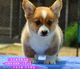 精品三色纯种宠物狗 威尔士柯基犬幼犬出售 适合家养小型犬狗狗