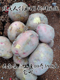 残疾人创业云南高原土豆4月现挖马铃薯新鲜蔬菜红皮黄心洋芋包邮
