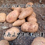 残疾人创业云南农家自产马铃薯功山红皮黄心洋芋新鲜蔬菜土豆现货