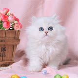 出售金吉拉幼猫长毛猫 纯种家养银渐层绿眼宠物猫 活体猫咪银健康