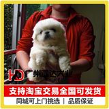 支持淘宝交易 出售京巴犬幼犬 北京犬狮子狗纯种京巴狗狗宠物狗