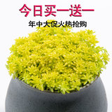 韩国进口多肉植物组合盆栽黄金薄雪万年草办公室内绿植小盆栽包邮