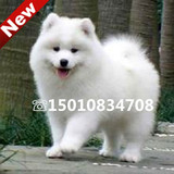 纯种澳版白魔法血系萨摩耶犬宠物狗狗雪橇萨摩幼犬活体出售可送货