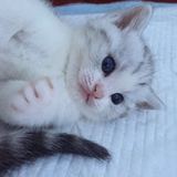 趙先生家养纯种加白起司美短立耳幼猫 虎斑纹路清晰可爱小公猫