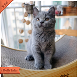 【CatWorks】猫工房 CFA英国短毛猫蓝猫 赛级英短活体宠物猫