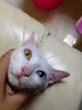 自家养可爱小黄喵星人鸳鸯眼白色小猫活体猫宠物猫