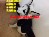 宠物狐狸 白狐 熊猫狐 赤狐 全网最低价 2016现货  陆运直达包邮