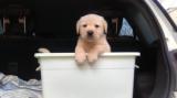 CKU注册犬舍 出售双血统纯种高品质拉布拉多幼犬奶黄奶白色狗狗