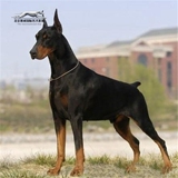 赛级血统德国系杜宾犬幼犬出售纯种立耳美系杜宾宠物狗幼犬