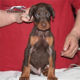 赛级血统德国系杜宾犬幼犬出售纯种立耳美系杜宾宠物狗幼犬