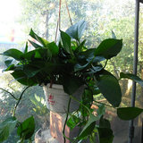 优质绿萝吊兰花卉 防辐射植物 办公室内除甲醛盆栽 绿植防雾霾