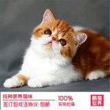 CFA纯种赛级 加菲猫宠物猫 异国短毛猫 幼猫 活体 家庭散养保健康