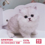 宠物活体猫咪 纯白色金吉拉高地幼猫 纯种包健康 活体家养