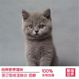 出售家养宠物猫英国短毛猫 蓝猫 活体幼猫幼崽 美短俄罗斯蓝猫
