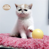 上海猫猫咪活体宠物 健康异国短毛猫/加菲猫红白梵纯种幼猫可上门