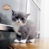 蓝猫 英短蓝白猫 上海幼猫小猫咪活体宠物 健康幼猫可上门看猫