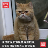 猫舍出售宠物猫加菲猫 活体幼猫 异国短毛猫纯种健康CFA证书