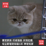 出售CFA认证活体宠物宠物猫咪 纯种家养加菲猫 异国短毛猫 支付宝