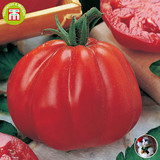 【英国T&M进口“西红柿”种子】Tomato 'Cuore di Bue'