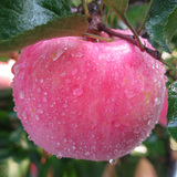 【王小二果园】栖霞苹果水果新鲜山东烟台红富士苹果糖心包邮吃的