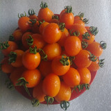 （百色馆) 黄色圣女果 西红柿小番茄 水果 新鲜果蔬 农产品 特产
