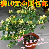 特价爬藤植物金银花盆栽3年苗8元花还可以泡茶药用庭院攀援爬藤