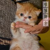 2015家养CFA纯种赛级加菲猫虎斑异国短毛猫宠物活体幼小猫咪DD