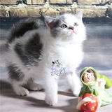 【魅迹湾】英短蓝猫蓝白种公活体宠物小猫咪幼猫英国短毛猫咪