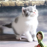 【魅迹湾】实拍纯种英短蓝白猫幼猫 高白英短种猫MM可以预订