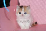 CFA纯种赛级家养 水滴眼梵文 加菲猫宠物猫 异国短毛猫 幼猫 活体