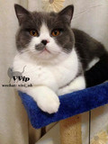 （VVip）苏格兰折耳猫蓝白正八脸MM妹妹幼猫宠物猫（已去新家