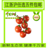 新鲜水果  迷你小番茄 圣女果 小西红柿 千禧果 【450g】