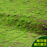 仿真绿植物墙青苔藓草皮仿真草坪绿色植物场景橱窗展示假苔藓材料