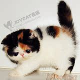 高赛级加菲猫宠物纯种异国短毛猫 梵文三花母幼猫 CFA 需提前预订