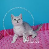 银渐层英短短毛猫宠物猫英短蓝猫英短纯种幼猫活体