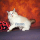 双色布偶猫宠物猫幼猫纯种布偶猫海豹色纯种宠物猫活体