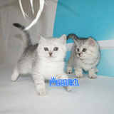 英短 蓝白英短猫 纯种英短幼猫英短蓝猫银渐层宠物猫活体