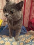 CFA注册猫舍 宠物猫咪 活体 英国短毛猫 蓝猫 英短 种公 蓝白