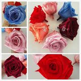 diy永生花保鲜花花盒下玻璃罩配花必备材料5-6cm玫瑰多色入