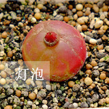 多肉植物 颜色状态根系好 番杏科 灯泡一年半实生苗0.8cm左右