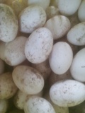 鹅蛋受精蛋90%扬州白鹅皖西白鹅白狮头鹅浙东白鹅种蛋可孵化鹅苗