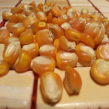 15玉米粒 农家自产有机豆浆玉米 鸽子兔子饲料 五谷杂粮20斤包邮