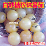 可以留种 白砂糖樱桃番茄种子 西红柿种子 蔬菜种子 白色番茄种子